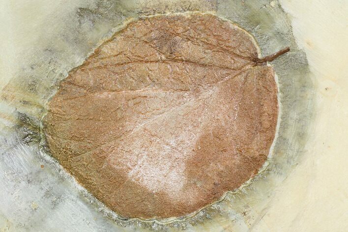 Fossil Leaf (Beringiaphyllum) - Montana #105212